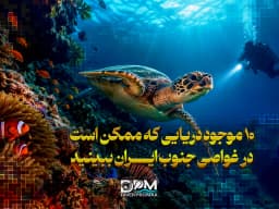10 موجود دریایی که ممکن است در غواصی جنوب ایران ببینید